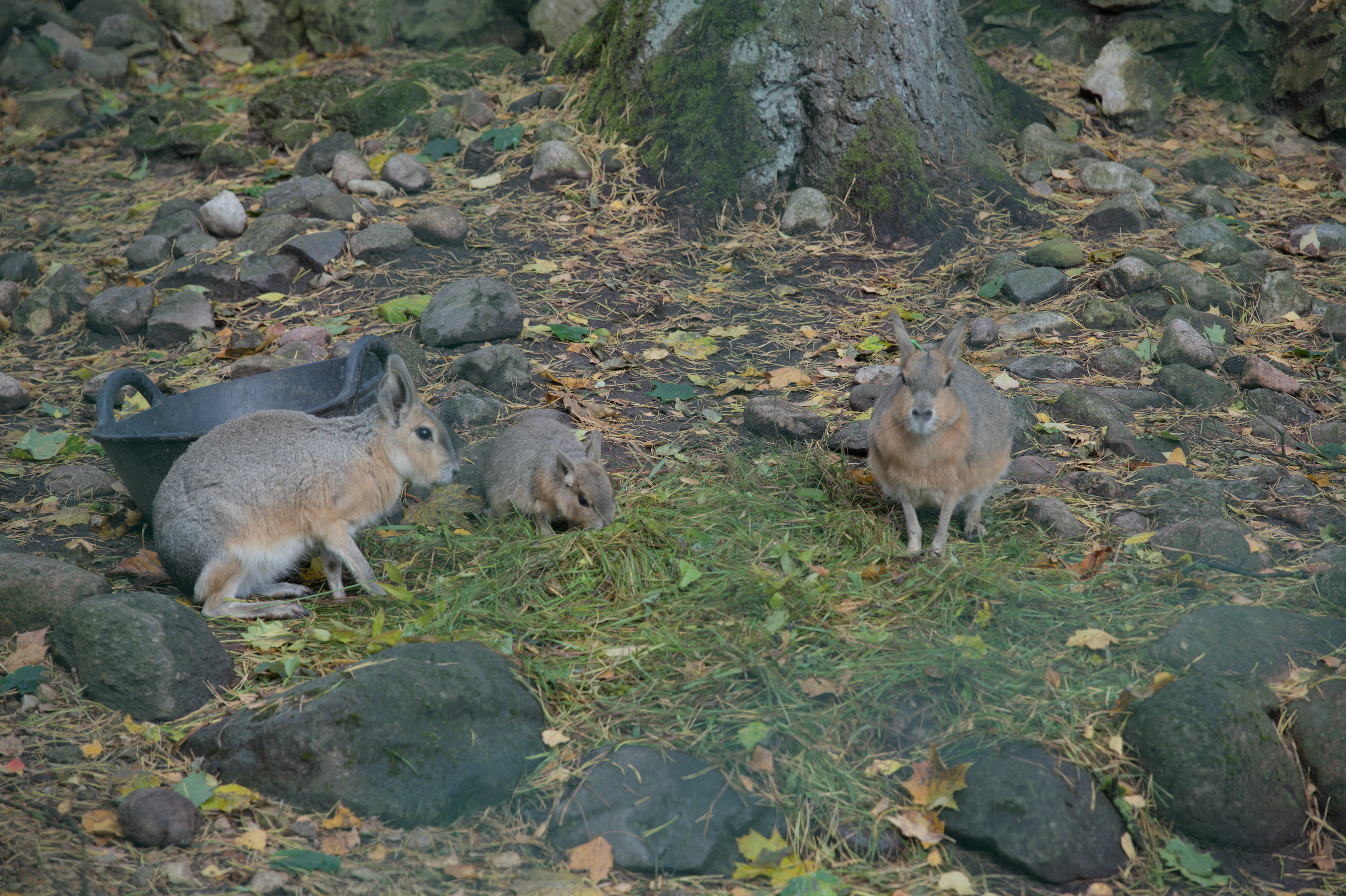 2025/10/12 - zoo/DSC_0009.jpg
